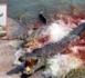 Horreur à Yamoussoukro: des crocodiles dévorent leur gardien.