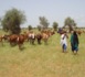 Mauritanie : 7 606 vaches laitières suitées distribuées (Reportage photos)