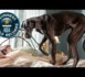 VIDÉO. Guinness des records: le plus grand chien du monde est un Danois