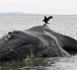 Insolite : Une baleine s'échoue sur la plage de Cayar