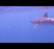Un pêcheur sous-marin nez à nez avec un requin blanc (VIDEO)