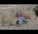Un crocodile se bat avec des lions pour une antilope (VIDEO)