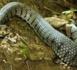 Kaolack : un serpent de trois mètres dans un lit.