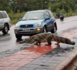 Insolite à Ouagadougou : Des crocodiles en circulation éblouissent la ville.