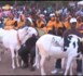 Sénégal : Voici le plus beau mouton de l'année (VIDEO)