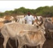 Promotion de la santé animale : consultation périodique chez les vétériaires pour sauvegarder le bétail (Spot Olof et Pular)
