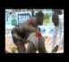 Lamine Samba appelle le CNG à autoriser les cuissards pour cacher les parties intimes des lutteurs (VIDEO)