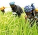 Financement de l’agriculture : l’implication des banques jugée « trop faible »