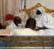 DAROU SALAM / Le nouveau Khalife donne rendez-vous aux talibés pour la célébration du Gamou.