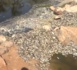 Marigot de Mbao : Constat d'une mortalité très élevée des poissons
