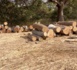 Trafic illicite de bois à Kolda : 98 billons saisis dans la forêt de Koudora.
