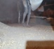 DU SABLE MELANGÉ À LA GRAINE / Comment la Sonacos a été souvent roulée dans la farine par des acteurs véreux.