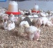 Reportage/Apparition du virus H5N1 au Sénégal : l’aviculture grippée