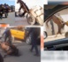 Mal traitance animale au Sénégal : Qu'en disent la loi et la religion? Focus sur le point de vue des sénégalais