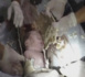 L'incroyable sauvetage d'un bébé jeté dans les toilettes