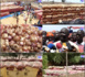 Ngomène / 60 mille tonnes d'oignon risquent de pourrir : Les producteurs locaux interpellent le Président Macky Sall.