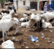 Kaolack / Tabaski 2021- Moutons : Plus de 18.000 têtes recensées entre Kahone et Dialagne.