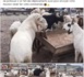 REPORTAGE - Tabaski : À Dakar, des moutons sont (aussi) vendus sur internet