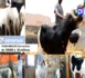 REPORTAGE TABASKI À TOUBA / Entre moutons pouvant coûter jusqu'à 30 briques et "caaw"...Quand mille ne rime pas avec million !
