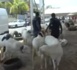 Tabaski :  Zahra Iyane Thiam offre des moutons aux Imams des quartiers de la Sicap
