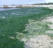 Ngor-Almadies : découverte d’une micro algue toxique.