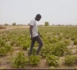 LeaDER (projet PAVIE de la DER/FJ) : Lamine Mbengue Sipa Windou Bosséabé