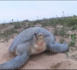 Conservation des tortues marines : les ambitions du Plan national d'action pour la préservation des tortues marines.