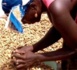 Campagne de commercialisation de l’arachide La SUNEOR invitée à payer la dette due à certains opérateurs