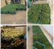 Dac de Keur Momar Sarr : 7 mois après, les fruits tiennent les promesses des fleurs (Photos)