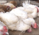 Rareté des poulets : Les éleveurs étalent leurs craintes avant la Korité