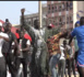 Lutte : Regardez le « touss » de Mbaye Diouf au stade Iba Mar Diop.