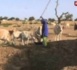 Lutte contre le vol de bétail à Ferlo