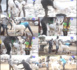 Tabaski 2022 : les laveurs de mouton se frottent les mains (Reportage)