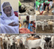 Tabaski 2022 : Le porte-parole de Médina Baye, Cheikh Mahi Aliou Cissé a distribué 450 moutons, 250 chèvres et 310 bœufs.