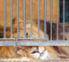Quatre lions saisis dans un cirque à Fléron