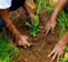 Thilogne / Campagne de reboisement 2022 : des centaines d'arbres plantées en une journée par TSV.