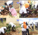 Matam : avec l'appui de l'ASERGMV, des jeunes de  Thiarène et Boynadji reboisent près de 1.000 arbres en 72 heures.