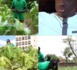 Économie verte au Sénégal : mythe ou réalité ? Exemple de la Grande Muraille verte...