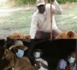 GESTION DES PARCS NATIONAUX : Macky Sall opte pour la modernisation du secteur et cite l'Afrique du Sud et le Kenya