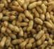 Louga/Agriculture: Des craintes d’une baisse de la production arachidière