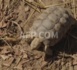 De Monaco au Sénégal, 46 tortues menacées renouent avec la terre d'Afrique