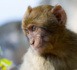 Ebola : un vaccin efficace testé sur les singes
