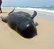 VIDÉO EXCLUSIVE : Une baleine sauvée par des écogardes, au parc national de la Langue de Barbarie.