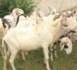 Mouhamed Lamine Massaly vend des moutons peu cher à Thiès.