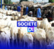 KEUR IBRA YACINE : 21 moutons tués par un minibus en provenance de Porokhane