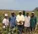 SEFA (région de Sédhiou) : les douze mille tonnes de production de maïs ont trouvé acquéreur