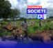 Trafic de bois en Casamance : Un exploitant et cinq conducteurs de charrettes ont été arrêtés à Santandian