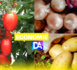 Interdiction d'exporter  tomate, oignon et  pomme de terre : Le Maroc « dégraisse » l’Afrique de l’Ouest pour se gaver…