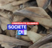 Criminalité faunique : La Douane saisit 11 colis d’ailerons d’une valeur de près de 200 millions FCFA