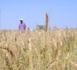 Le Sénégal moissonne et montre que cultiver le blé est possible